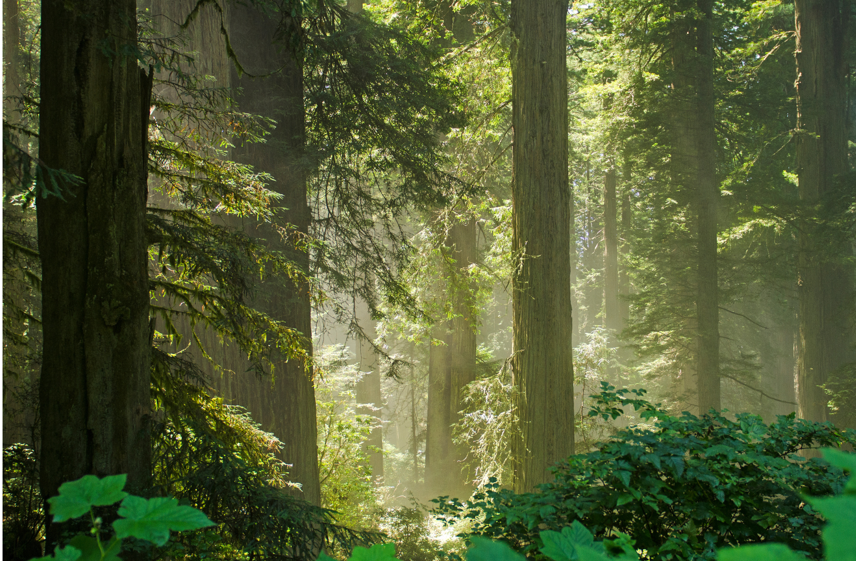 old growth forests redwoods