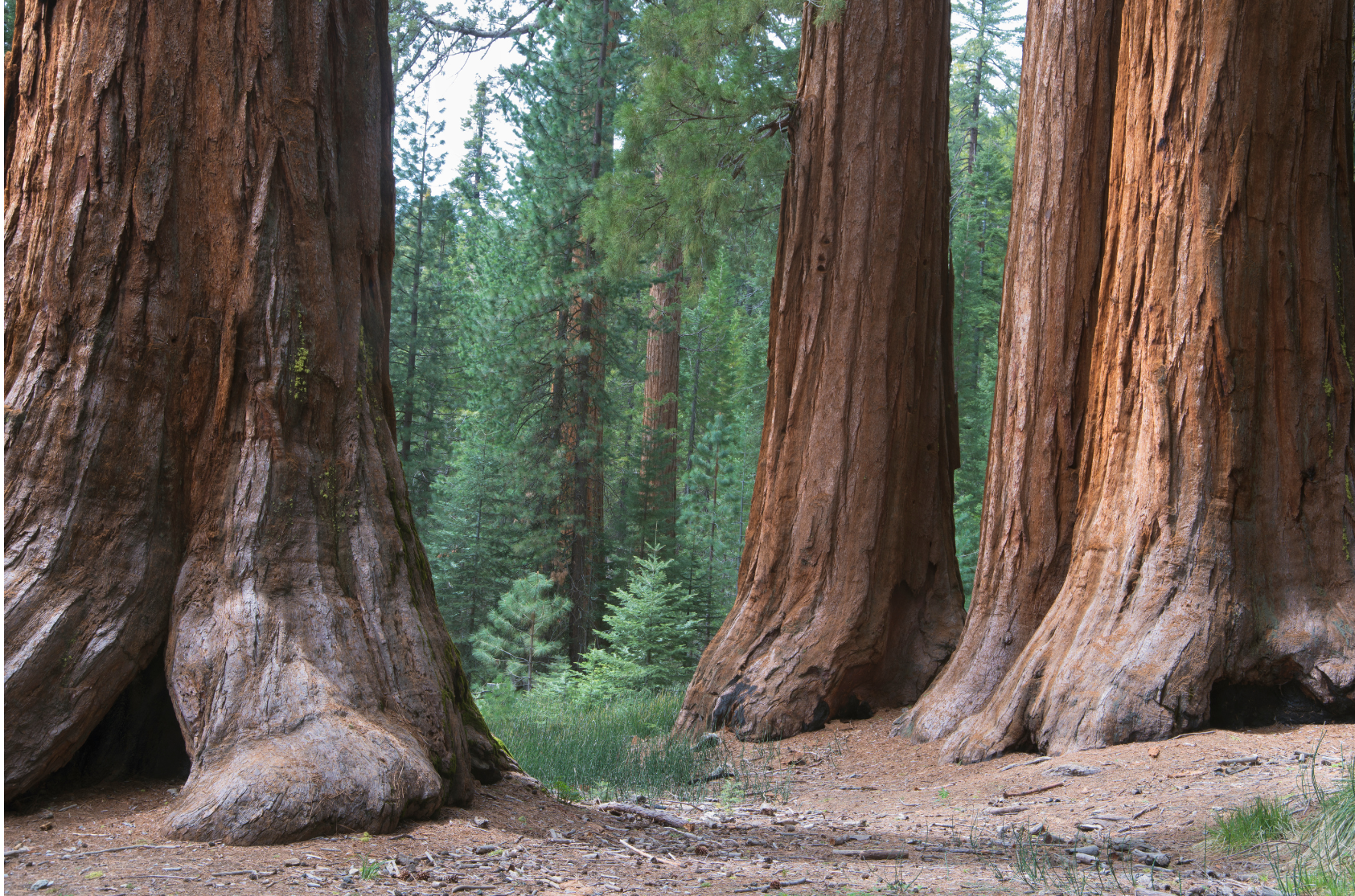 redwood conservation living library teravana northern california